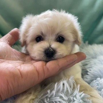 マルプー【山形県・男の子・2022年4月25日・クリーム】の写真「だんだん可愛くなってきました🌟」