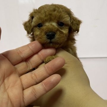 トイプードル(タイニー)【山形県・男の子・2022年4月15日・レッド】の写真「かわいいオメメ💕」