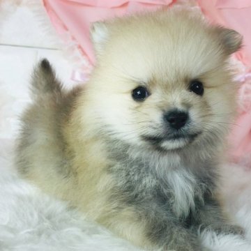 ポメラニアン【神奈川県・男の子・2022年11月15日・オレンジ】の写真「ふわふわ癒し系♡   (K66)」