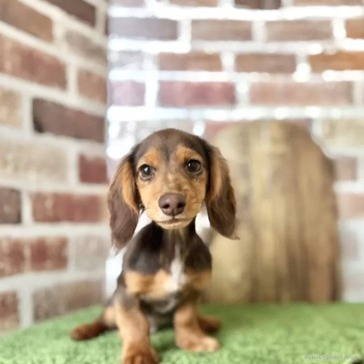 Y.N 様のお迎えした子犬