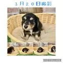 ミニチュアダックスフンド(ロング)【愛知県・男の子・2025年2月4日・ブラックタン】の写真8