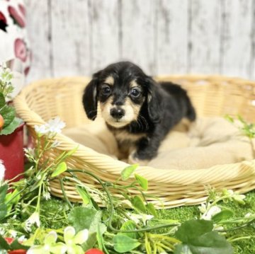 ミニチュアダックスフンド(ロング)【愛知県・男の子・2023年2月12日・ブラックアンドイエロー】の写真「とっても愛くるしい目がチャームポイント」