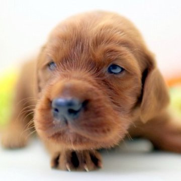 アイリッシュセッター【埼玉県・男の子・2023年10月4日・レッド】の写真「骨格のしっかりした子犬たちです！」