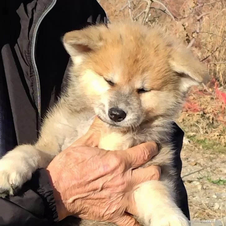 秋田犬【岡山県・女の子・2024年12月5日・赤】の写真1「体重4㌔　元気な子で走り回って良く遊食欲旺盛です。姉妹とても仲良しです。」