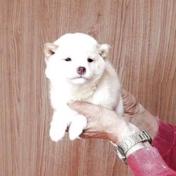 柴犬(豆柴)【岡山県・男の子・2025年8月30日・白毛】の写真「兄弟で一番大きくて1.1kgあります。元気溌剌。」