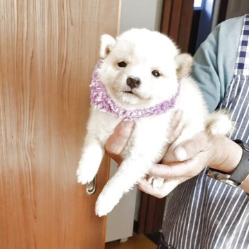 柴犬(豆柴)【岡山県・男の子・2025年8月30日・白】の写真「コロコロで、元気。兄弟仲良しでよく遊びます。」
