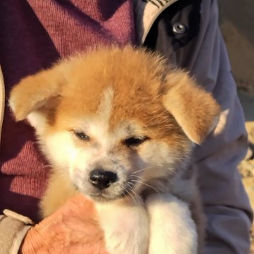 岡山県の秋田犬の子犬を探す｜ブリーダー直販の子犬販売【みんなのブリーダー】