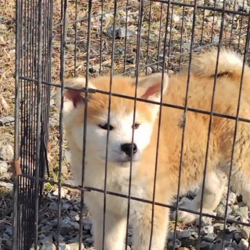 秋田犬【岡山県・男の子・2024年11月10日・赤】の写真「牡らしくて元気溌剌。走り回って居ます。」