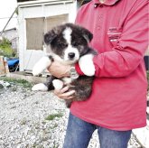 秋田犬