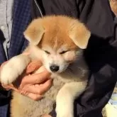 秋田犬【岡山県・女の子・2024年12月5日・赤】の写真4「ちょっと下向いてます。」