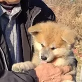 秋田犬【岡山県・女の子・2024年12月5日・赤】の写真4「下を向くとこんな感じです。コロコロして可愛いです。」