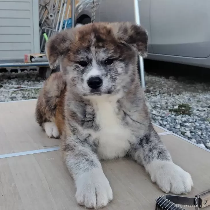 M.Y 様のお迎えした子犬