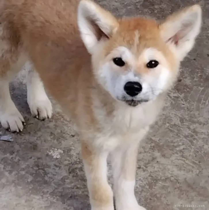 英 様のお迎えした子犬