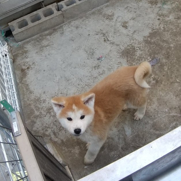 秋田犬【岡山県・男の子・2022年10月11日・赤牡】の写真「目の形が良いイケメンです。」