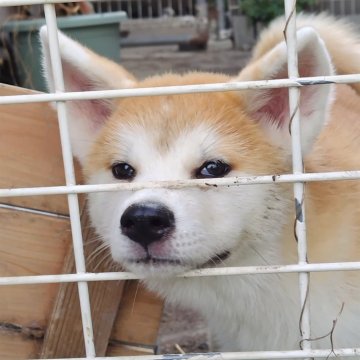 秋田犬【岡山県・女の子・2024年6月16日・赤】の写真「女の子らしい可愛さがで魅力があります。」