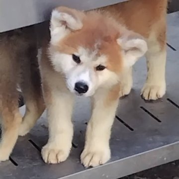 秋田犬【岡山県・女の子・2023年6月16日・赤毛】の写真「兄妹仲良しで、元気で食欲旺盛。よく遊びます。」