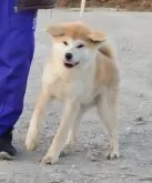 秋田犬【岡山県・男の子・2023年7月7日・赤毛】の写真4「早く遊びたいと。甘えん坊です」