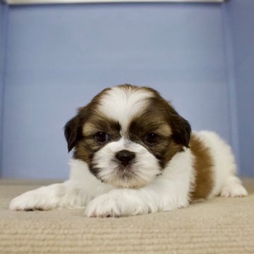 シーズー【石川県・男の子・2024年12月11日・ホワイトゴールド】の写真「コロコロしてかわいい♡よく遊ぶ元気な子です。」