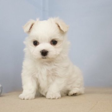 マルチーズ【石川県・男の子・2024年9月28日・ホワイト】の写真「お上品なお顔のいい子です。」