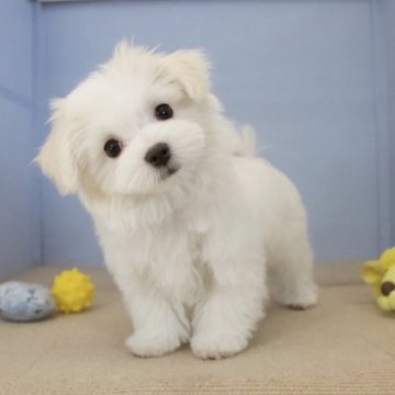 マルチーズ【石川県・男の子・2024年9月28日・ホワイト】の写真「かわいいお顔の男の子！上手に遊んでます♪」