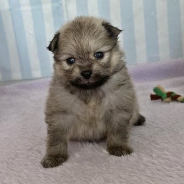 ポメラニアン【石川県・男の子・2023年4月9日・オレンジ】の写真「まるまるポメラニアン」