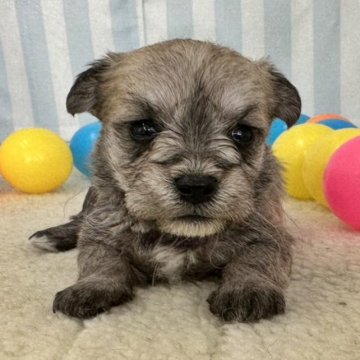 ミックス(マルチーズ×ミニチュアシュナウザー)【石川県・男の子・2023年1月21日・フォーン】の写真「きりっとしたマルチーズとシュナウザーミックス」