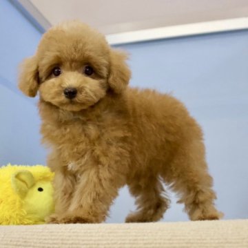 トイプードル(トイ)【石川県・男の子・2024年5月4日・レッド】の写真「小柄ちゃんで、すごく元気な男の子です。」