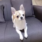 チワワ(スムース)