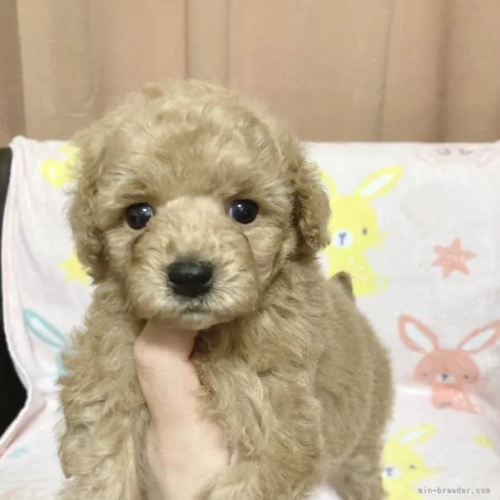 あき 様のお迎えした子犬