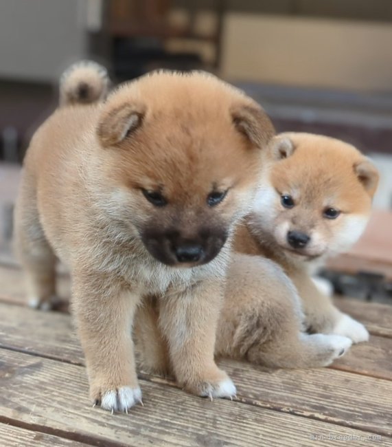 増田暁道ブリーダーのブログ｜柴犬 仔犬 今日のおチビたち（11.04