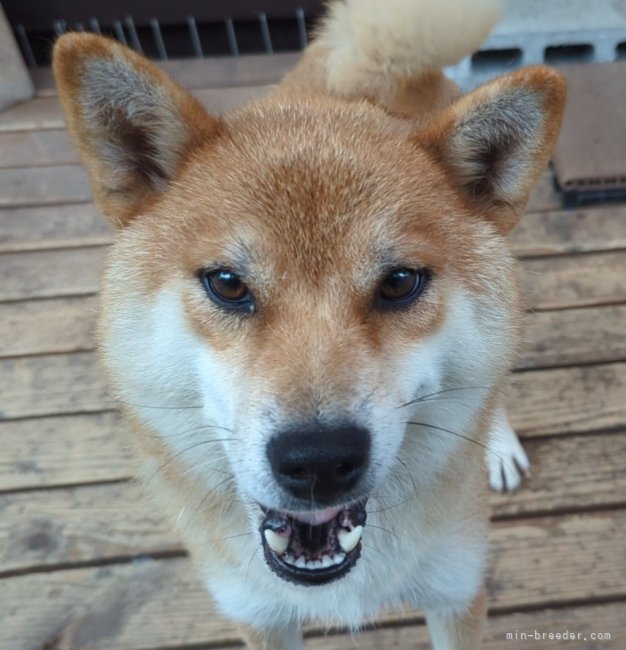 増田暁道ブリーダーのブログ：柴犬 犬舎は通常運転🐾