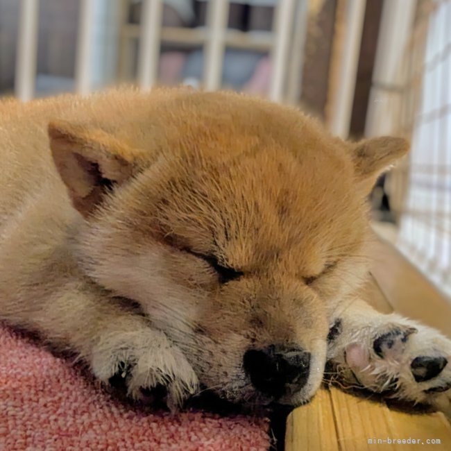 増田暁道ブリーダーのブログ：柴犬 仔犬 今日のおチビ達(07.14)🐾