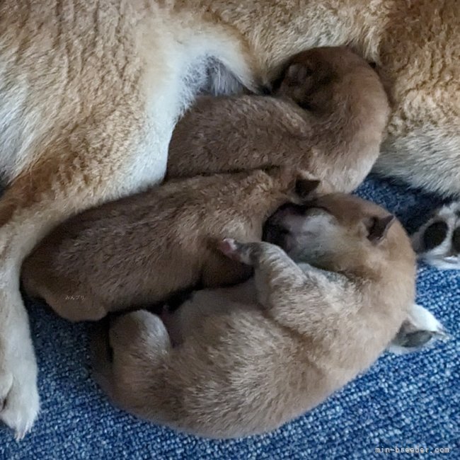 増田暁道ブリーダーのブログ：柴犬 仔犬 今日のおチビ達(06.04)🐾