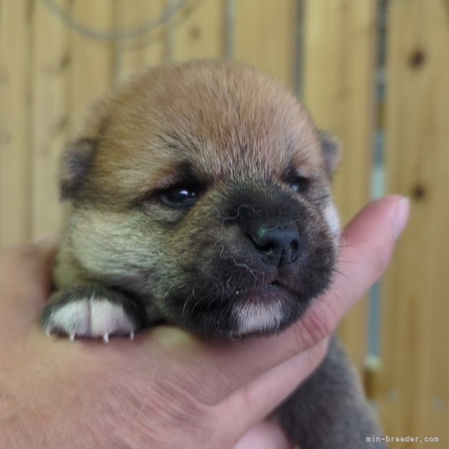 増田暁道ブリーダーのブログ｜柴犬 仔犬 今日のおチビたち（04.12