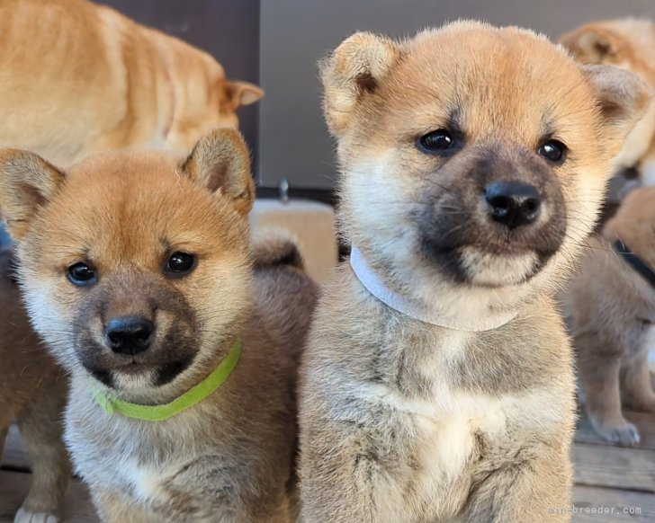 増田暁道ブリーダーのブログ｜柴犬 仔犬 今日のおチビ(11.22)🐾(23.11