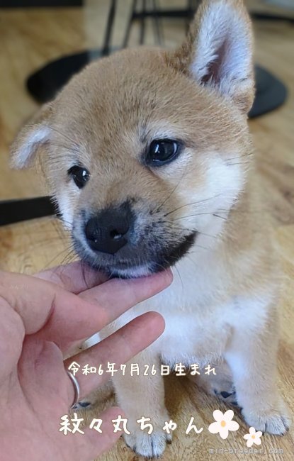 増田暁道ブリーダーのブログ｜柴犬 仔犬 今日のおチビ(09.16)🐾(24.9.16)｜みんなのブリーダー