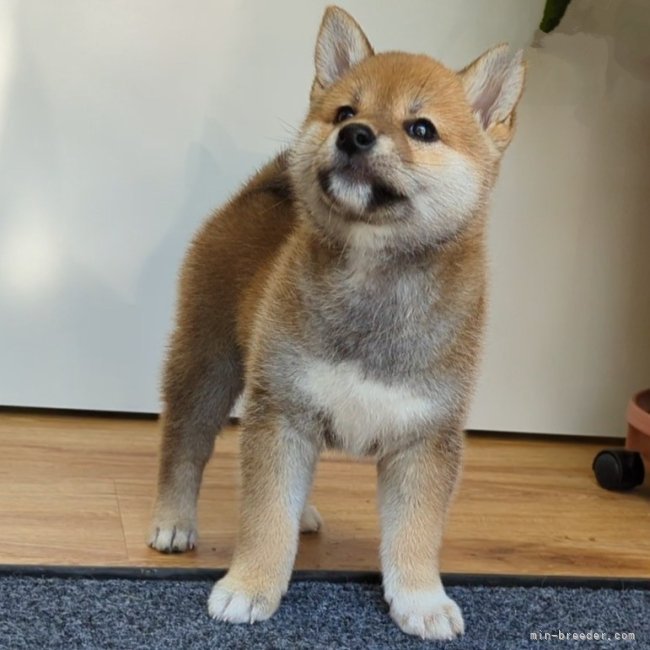 増田暁道ブリーダーのブログ｜柴犬 仔犬 今日のおチビ（05.17）🐾(23.5