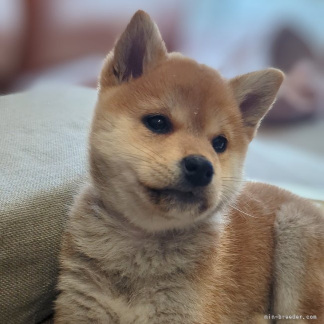 増田暁道ブリーダーのブログ｜柴犬 仔犬 本日お迎えのおチビ達(12.09