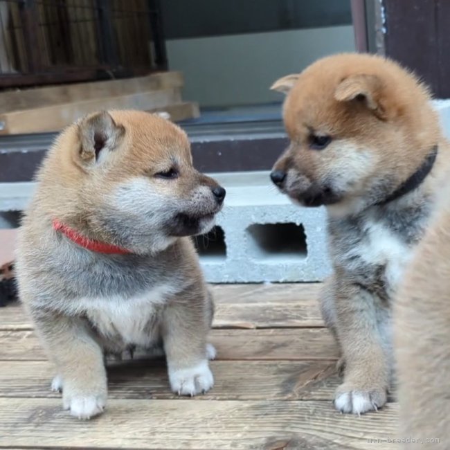 増田暁道ブリーダーのブログ｜柴犬 仔犬 今日のおチビたち（05.05