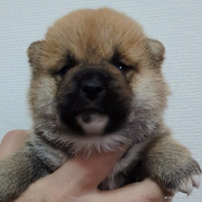 増田暁道ブリーダーのブログ：柴犬 仔犬 今日のおチビ達(01.27)🐾