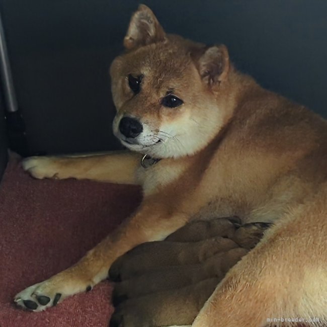 増田暁道ブリーダーのブログ：柴犬 仔犬 今日のおチビ達(07.27)その②🐾