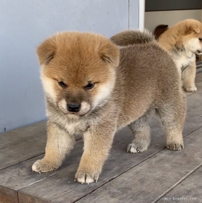 柴犬 岐阜県 男の子 年12月11日 赤 人懐っこい可愛い男の子 みんなのブリーダー 子犬id 2101