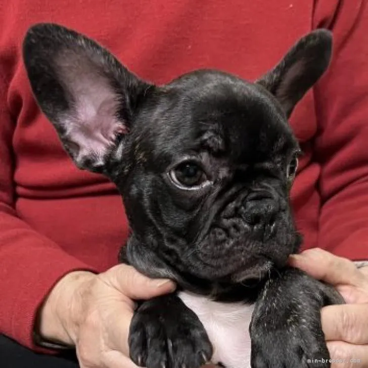 まちゃ 様のお迎えした子犬