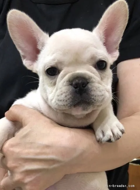 じゅんちゃん 様のお迎えした子犬