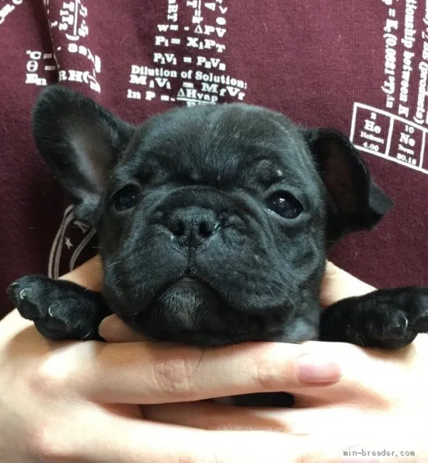 ホッシー 様のお迎えした子犬