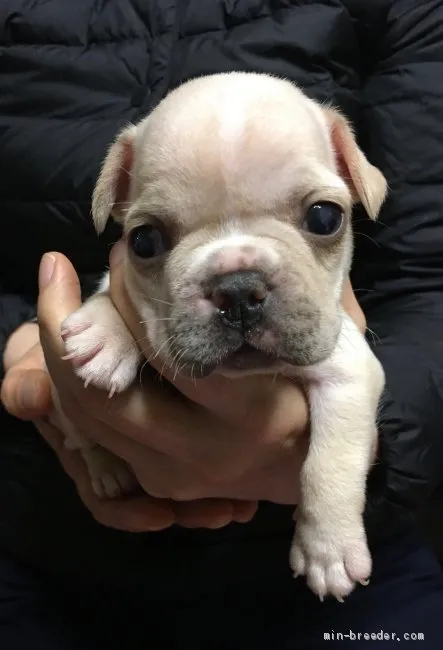 そら 様のお迎えした子犬