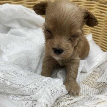 マルプー(トイプードル×マルチーズ)【岐阜県・男の子・2024年10月6日・レッド】の写真「兄妹の中でも小柄ですが元気いっぱいです。」