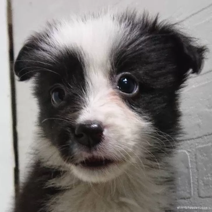 グラン 様のお迎えした子犬