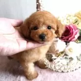 ミニチュアプードル