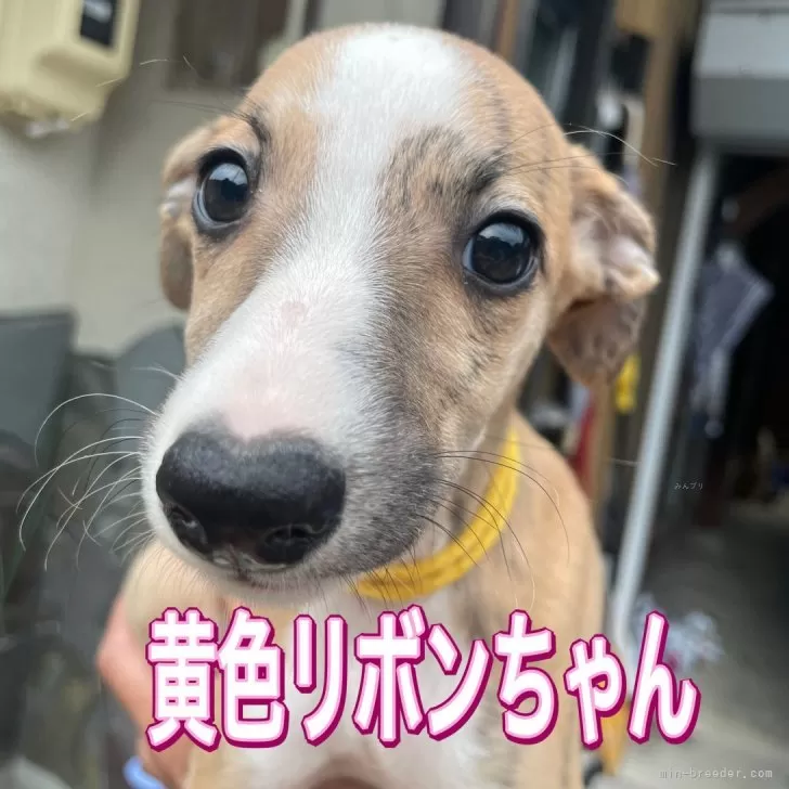 H.T 様のお迎えした子犬